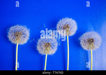 Löwenzahn Blumen und Samen auf blauem Hintergrund Stockfoto