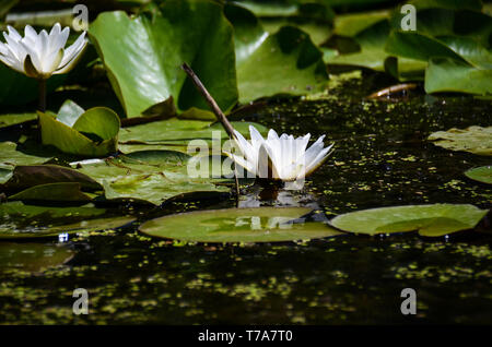 Eine Blume von weißen Seerosen neben großen, grünen Blätter in einer natürlichen Umgebung. Close-ups Stockfoto