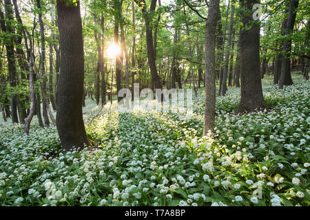 Bärlauch-Blumen im Wald Stockfoto