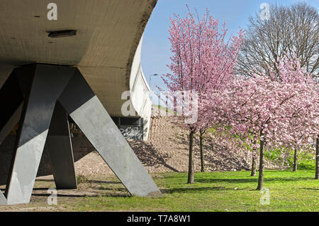 Rotterdam, Niederlande, 24. März 2019: rosa blühenden Prunus Bäume neben einem Beton Viadukt an einem sonnigen Tag im Frühling wächst Stockfoto