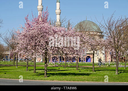 Rotterdam, Niederlande, 24. März 2019: Blick auf die Kuppel und Minaretten der Mevlana Moschee und der grüne Bereich mit rosa blühenden Prunus Bäume n Stockfoto