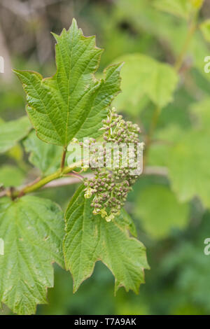 Frühe Blumen und Blüten sowie deren Knospen der Strauch Gefüllte Schneeball / Viburnum opulus - die Beeren kann gegessen werden einmal gekocht. In pflanzliche Heilmittel verwendet. Stockfoto