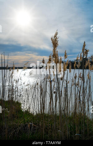 Trockenes Gras Silhouetten. Teich Ufer. Blue Sky. Sonnenstrahlen in White Cloud. Frühling Landschaft. Gräser detail. Wellige Wasseroberfläche, Reflexion von Sonnenschein. Stockfoto