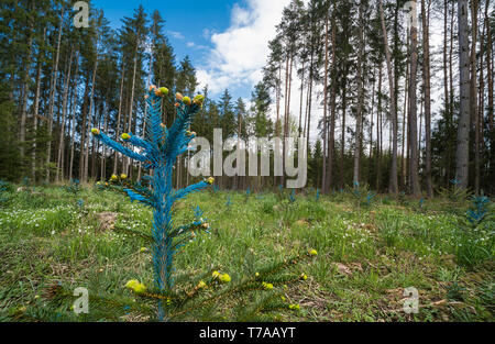 Wald Erneuerung. Junge detail Fichte. Picea. Blau lackiert Nadeln. Wiederaufforstung. Kleine nadelholz Baum. Frühling neues Wachstum. Grüne Nadelbäume im Querformat. Stockfoto