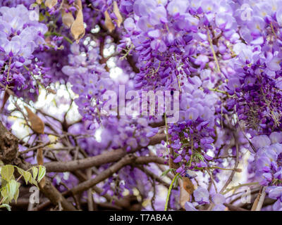 Bild des schönen lila Wisteria entlang einer Mauer aus Stein wachsende Stockfoto