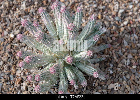 Bunte indische Glasstrahlperlen Cactus (Euphorbia mammillaris variegate) in Tucson, Arizona, USA Stockfoto