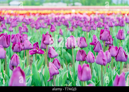 Blume Bereich von lila Tulpen blühen. Triumph Tulpenfeld, auf einem Tulip Farm. Vordergrund konzentrieren, mit verschwommenen bunte Blumen im Hintergrund. Stockfoto