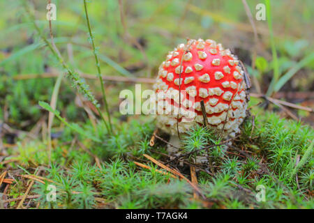 Junge rote Fly agaric wachsende unter Moos und gefallenen Nadeln Stockfoto