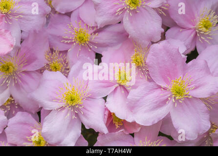 Clematis montana (Rosa Perfektion) ein schönes Cottage Garden klettern Pflanzen in voller Blüte im Frühjahr in Cardiff, South Wales, UK wachsende Stockfoto