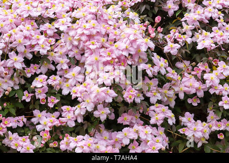 Clematis montana (Rosa Perfektion) ein schönes Cottage Garden klettern Pflanzen in voller Blüte im Frühjahr in Cardiff, South Wales, UK wachsende Stockfoto