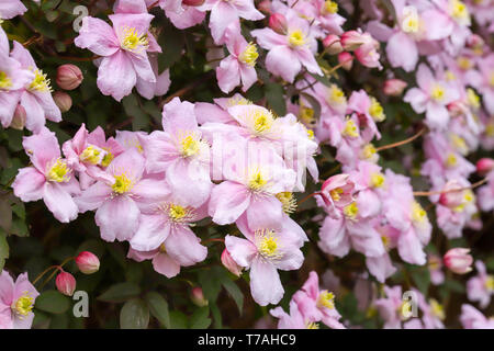 Clematis montana (Rosa Perfektion) ein schönes Cottage Garden klettern Pflanzen in voller Blüte im Frühjahr in Cardiff, South Wales, UK wachsende Stockfoto