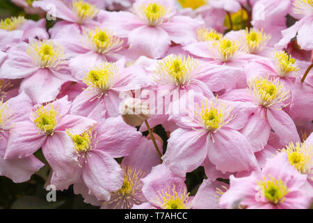 Clematis montana (Rosa Perfektion) ein schönes Cottage Garden klettern Pflanzen in voller Blüte im Frühjahr in Cardiff, South Wales, UK wachsende Stockfoto