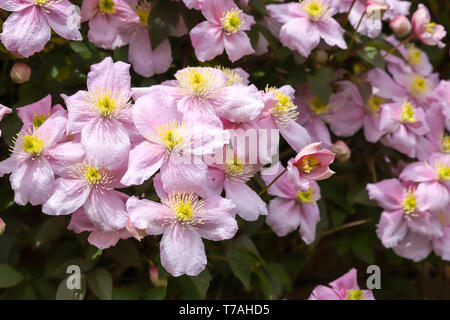 Clematis montana (Rosa Perfektion) ein schönes Cottage Garden klettern Pflanzen in voller Blüte im Frühjahr in Cardiff, South Wales, UK wachsende Stockfoto