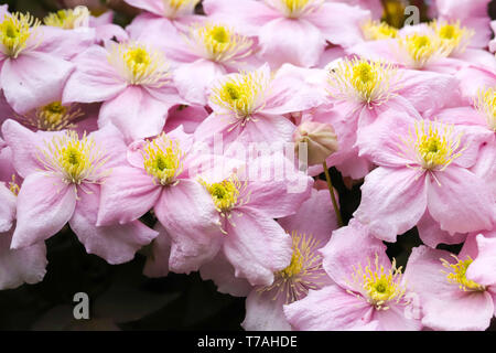 Clematis montana (Rosa Perfektion) ein schönes Cottage Garden klettern Pflanzen in voller Blüte im Frühjahr in Cardiff, South Wales, UK wachsende Stockfoto