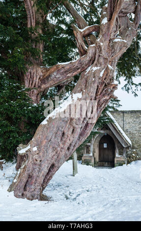 Der 5.000 Jahre alte Eibenbaum (Taxus baccata) außerhalb der St. Michael-Kirche in Discoed, Powys, Wales, einer der 5 ältesten Bäume Großbritanniens, der im Winter gesehen wurde Stockfoto