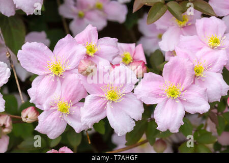 Clematis montana (Rosa Perfektion) ein schönes Cottage Garden klettern Pflanzen in voller Blüte im Frühjahr in Cardiff, South Wales, UK wachsende Stockfoto