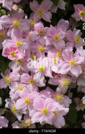 Clematis montana (Rosa Perfektion) ein schönes Cottage Garden klettern Pflanzen in voller Blüte im Frühjahr in Cardiff, South Wales, UK wachsende Stockfoto