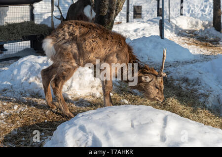 Sika Hirsch (Cervus Nippon) im Winter auf Hokkaido, Japan Stockfoto