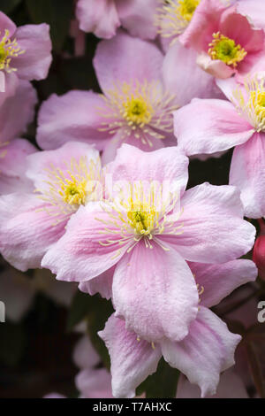 Clematis montana (Rosa Perfektion) ein schönes Cottage Garden klettern Pflanzen in voller Blüte im Frühjahr in Cardiff, South Wales, UK wachsende Stockfoto