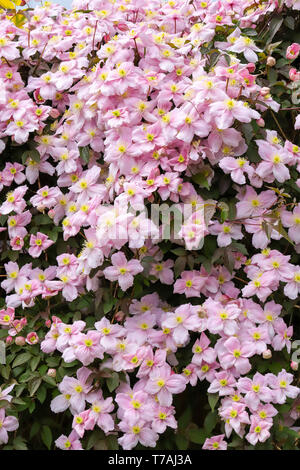 Clematis montana (Rosa Perfektion) ein schönes Cottage Garden klettern Pflanzen in voller Blüte im Frühjahr in Cardiff, South Wales, UK wachsende Stockfoto