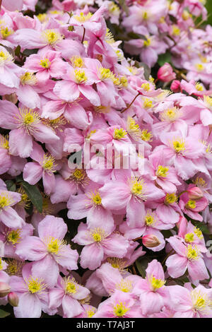 Clematis montana (Rosa Perfektion) ein schönes Cottage Garden klettern Pflanzen in voller Blüte im Frühjahr in Cardiff, South Wales, UK wachsende Stockfoto