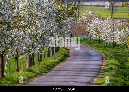 Weiß blühenden Obstbäumen um eine asphaltierte Straße mit einer leichten Drehung nach links, Mähren, Tschechien Stockfoto