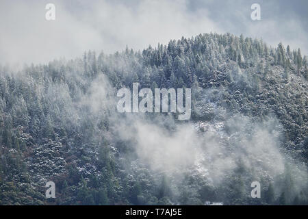 Dramatische Winterlandschaft von jetzt Sturm Wolken und Nebel über einem Wald bedeckten Berges tiop in den Sierra Nevada Bergen in Nordkalifornien verschieben Stockfoto