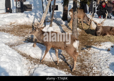 Sika Hirsch (Cervus Nippon) im Winter auf Hokkaido, Japan Stockfoto