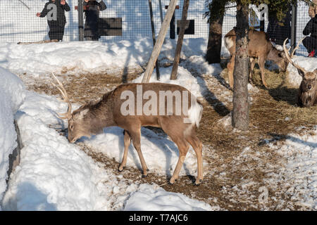 Sika Hirsch (Cervus Nippon) im Winter auf Hokkaido, Japan Stockfoto