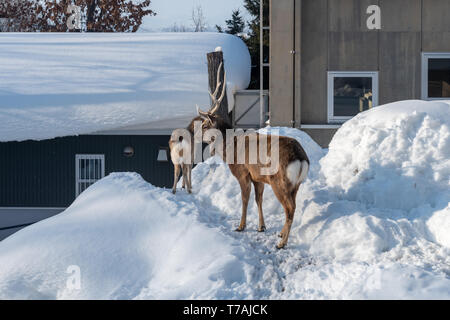 Sika Hirsch (Cervus Nippon) im Winter auf Hokkaido, Japan Stockfoto