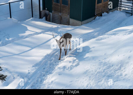 Sika Hirsch (Cervus Nippon) im Winter auf Hokkaido, Japan Stockfoto