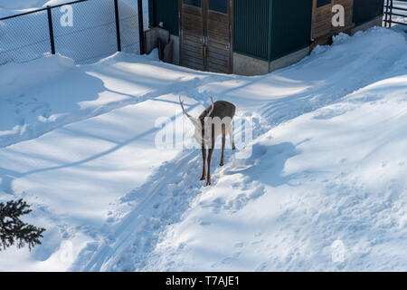 Sika Hirsch (Cervus Nippon) im Winter auf Hokkaido, Japan Stockfoto