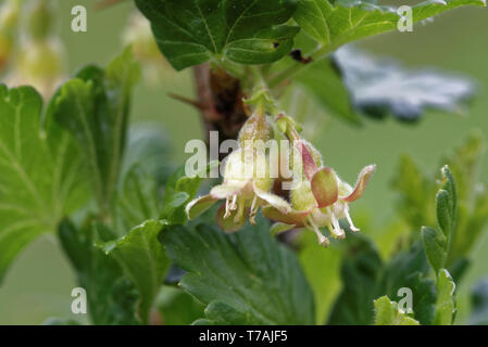 Stachelbeere mit wissenschaftlichen Namen Ribes uva-Crispa (und Syn. Ribes Grossularia), ist eine Pflanzenart aus der Gattung Ribes (das beinhaltet auch die johannisbeeren). Stockfoto