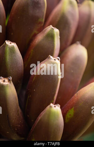 Full Frame von frischem organischen von Red Banana Bündel Stockfoto