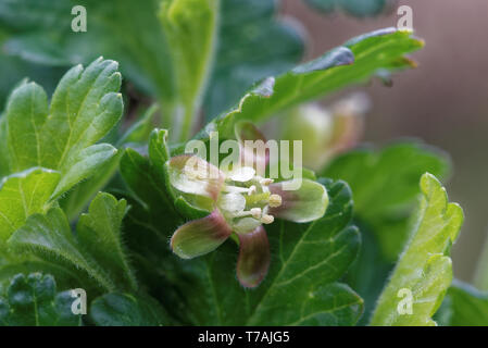 Stachelbeere mit wissenschaftlichen Namen Ribes uva-Crispa (und Syn. Ribes Grossularia), ist eine Pflanzenart aus der Gattung Ribes (das beinhaltet auch die johannisbeeren). Stockfoto