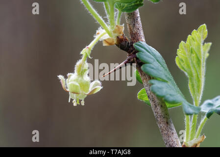 Stachelbeere mit wissenschaftlichen Namen Ribes uva-Crispa (und Syn. Ribes Grossularia), ist eine Pflanzenart aus der Gattung Ribes (das beinhaltet auch die johannisbeeren). Stockfoto