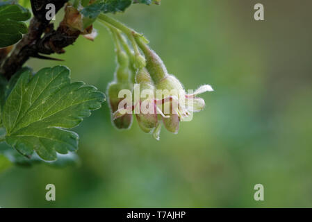 Stachelbeere mit wissenschaftlichen Namen Ribes uva-Crispa (und Syn. Ribes Grossularia), ist eine Pflanzenart aus der Gattung Ribes (das beinhaltet auch die johannisbeeren). Stockfoto