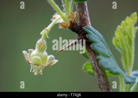 Stachelbeere mit wissenschaftlichen Namen Ribes uva-Crispa (und Syn. Ribes Grossularia), ist eine Pflanzenart aus der Gattung Ribes (das beinhaltet auch die johannisbeeren). Stockfoto