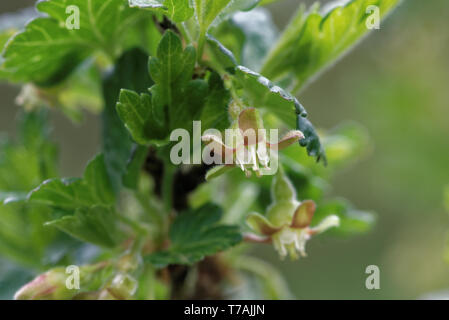 Stachelbeere mit wissenschaftlichen Namen Ribes uva-Crispa (und Syn. Ribes Grossularia), ist eine Pflanzenart aus der Gattung Ribes (das beinhaltet auch die johannisbeeren). Stockfoto