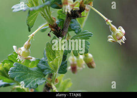 Stachelbeere mit wissenschaftlichen Namen Ribes uva-Crispa (und Syn. Ribes Grossularia), ist eine Pflanzenart aus der Gattung Ribes (das beinhaltet auch die johannisbeeren). Stockfoto