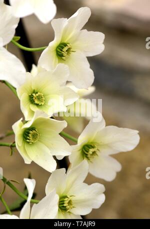 Nahaufnahme von weißen Blüten der Clematis Lawine Stockfoto