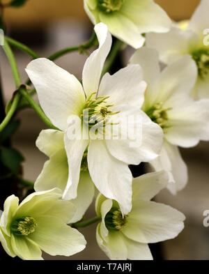 Nahaufnahme von weißen Blüten der Clematis Lawine Stockfoto