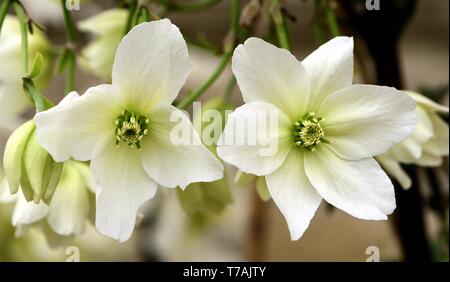 Nahaufnahme von weißen Blüten der Clematis Lawine Stockfoto