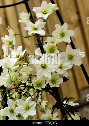 Nahaufnahme von weißen Blüten der Clematis Lawine Stockfoto