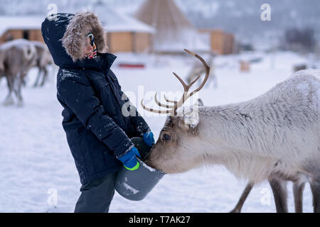 Süße kleine Jungen in einem warmen Winter Jacke Fütterung Rentiere im Winter, Tromso region, Nördliches Norwegen Stockfoto