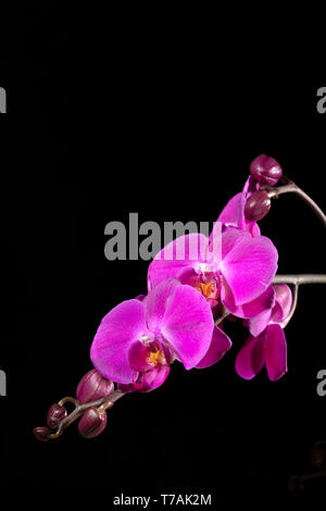Zweig der lila Orchideen und die Knospen auf schwarzem Hintergrund, freier Platz für Text Stockfoto