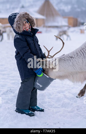 Süße kleine Jungen in einem warmen Winter Jacke Fütterung Rentiere im Winter, Tromso region, Nördliches Norwegen Stockfoto