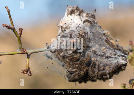 Caterpillar Larven, braunen Schwanz Raupen am Baum Stockfoto