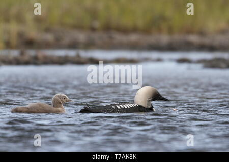 Pacific Loon oder Pacific Diver Angeln in arktischen Gewässern angeln mit einem jungen Loon, nähe Arviat Nunavut, Kanada Stockfoto