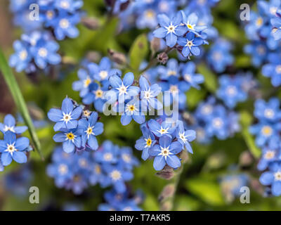 Bündel von Vergißmeinnicht Blumen im Garten wächst Stockfoto